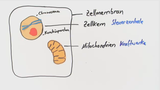 Abitur Biologie Nordrhein-Westfalen 2013