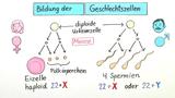 Vererbung des Geschlechts