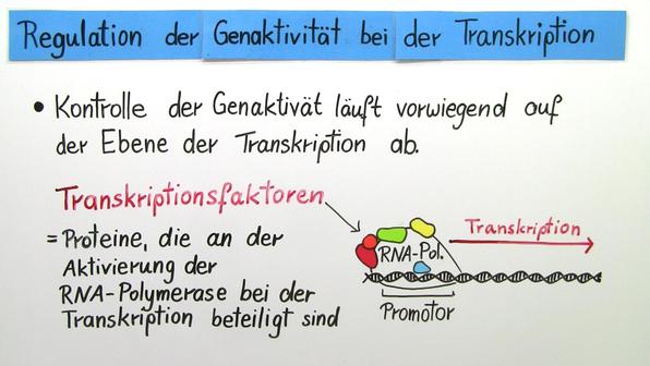 Regulation Der Genaktivität Bei Eukaryoten
