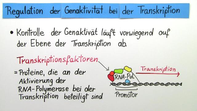 Regulation Der Genaktivität Bei Eukaryoten
