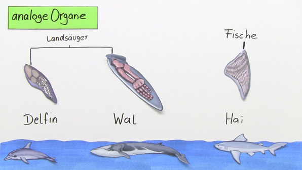 Konvergenz Und Divergenz Biologie Evolutionstheorien und ihre Indizien - Biologie online lernen