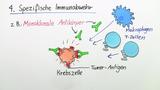 Krebs und Immunsystem