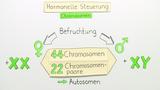 Hormonelle Steuerung