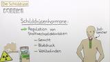 Funktion der Schilddrüse