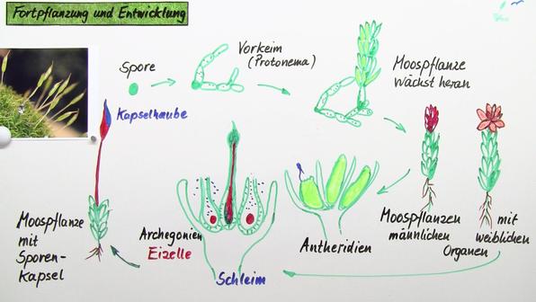 Algen, Moose, Farne und Pilze Biologie online lernen