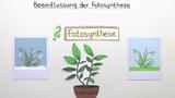 Beeinflussung der Fotosynthese