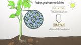 Verwertung der Fotosyntheseprodukte in der Pflanze