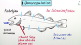 Osmoregulation in der Natur