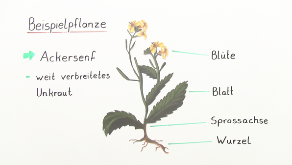 Aufbau und Entwicklung von Pflanzen Biologie online lernen
