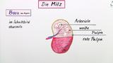Die Milz