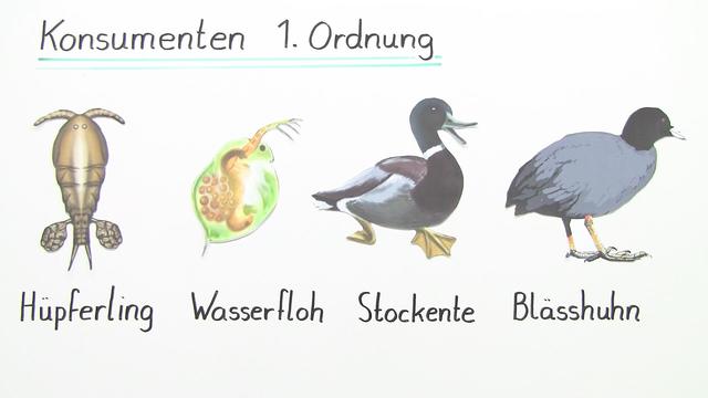 Nahrungsbeziehungen und Stoffkreislauf im See