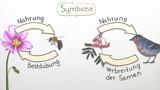 Symbiose - Formen und detailliertes Prinzip