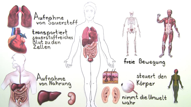 Organe des Menschen - erstaunlich einfach erklärt in 5 Minuten
