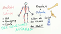 Bewegungsapparat