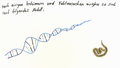 Struktur der DNA