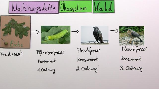 Nahrungskette und In 5 Minuten erklärt.