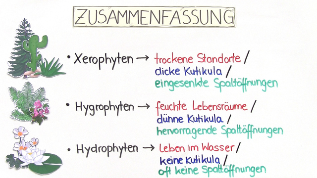 Wasser Als Abiotischer Faktor Abiotischer Faktor Wasser - erstaunlich einfach erklärt