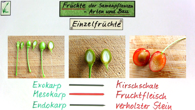 Früchte der Samenpflanzen Arten und Bau Biologie online lernen