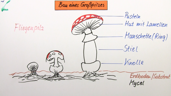 Algen, Moose, Farne und Pilze Biologie online lernen