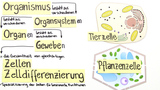 Zelldifferenzierung – Organisationsebenen von Tier- und Pflanzenzellen