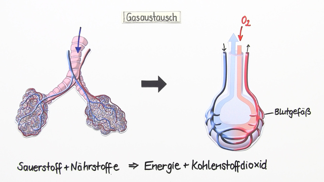 Wo Findet Der Gasaustausch Statt Die Lunge – Ort des Gasaustauschs – Biologie online lernen