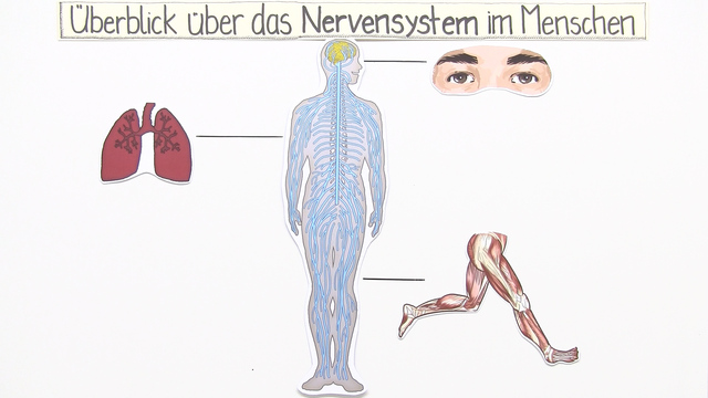 Peripheres Und Zentrales Nervensystem Zentrales und peripheres Nervensystem – In 5 1/2 Minuten erklärt.