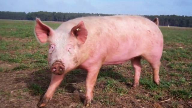 Schwein Einfach erklärt (inkl. Übungen)