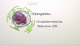 Aufbau des Zellkerns und der Chromosomen