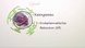 Aufbau des Zellkerns und der Chromosomen