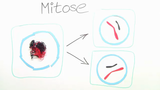 Mitose Mitose