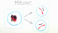 Mitose