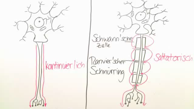 Marklose Und Markhaltige Nervenfasern sofatutor.com