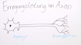 Erregungsleitung innerhalb der Nervenzelle Erregungsleitung innerhalb der Nervenzelle