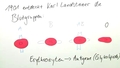 Blutgruppen/ ABO System