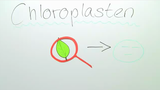 Bau des Chloroplasten
