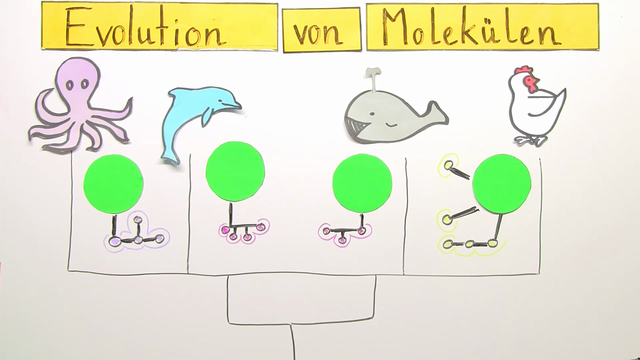 Verwandtschaft der Arten Evolution von Molekülen Biologie online lernen