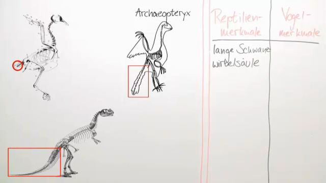 Archaeopteryx: ein Brückentier als Evolutionsbeleg