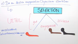Die Selektion