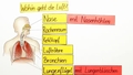 Atmungsorgane des Menschen