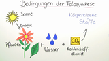 Bedingungen der Fotosynthese