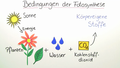 Bedingungen der Fotosynthese