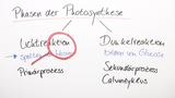 Photosynthese - Bedeutung und lichtabhängige Reaktion Teil 1