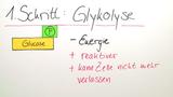 Die Atmung- Glykolyse und Citronensäurezyklus