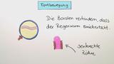 Die Lebensweise des Regenwurms - Fortbewegung und Atmung