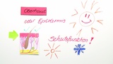 Aufbau und Funktion der Haut