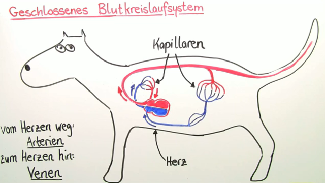 Der Einfluss kalgana auf die Potenz