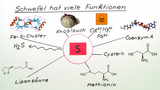 Schwefel hat viele Funktionen