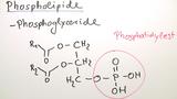 Chemische Grundlagen der Lipide
