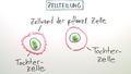 Die Zellteilung