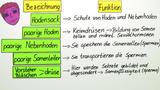 Geschlechtsorgane des Mannes
